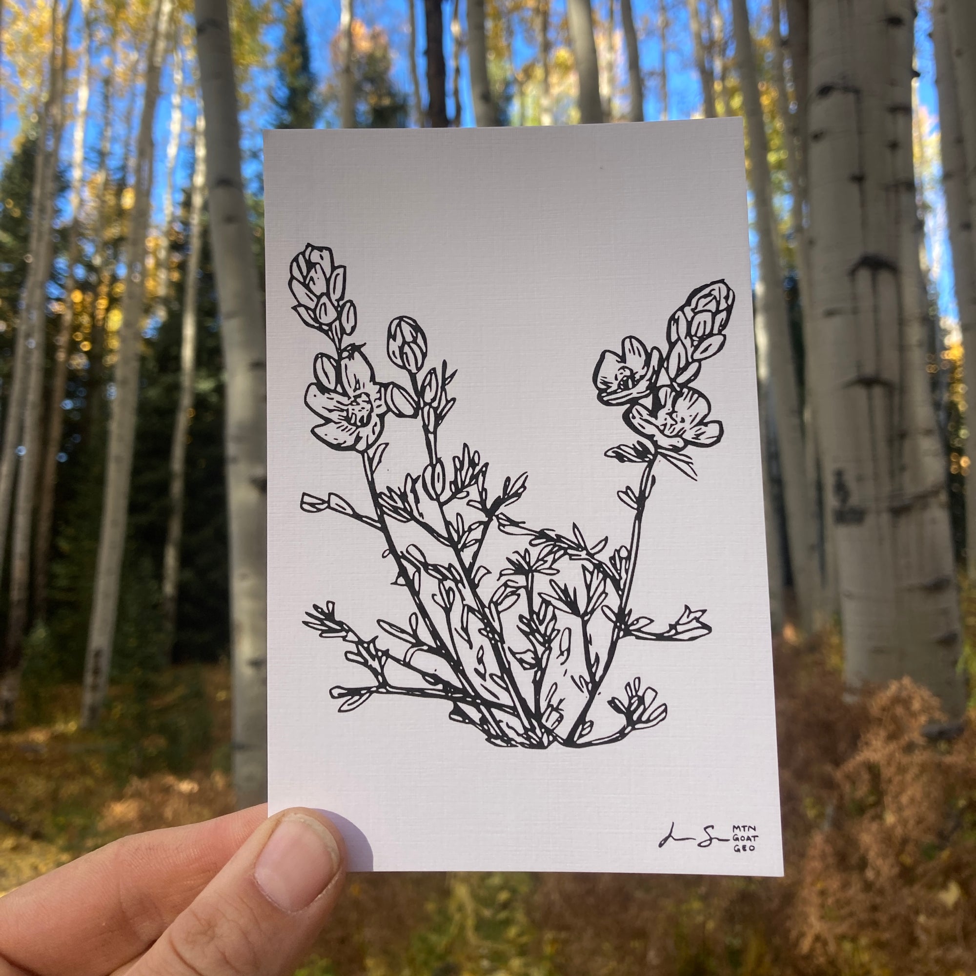Desert Globemallow Print